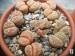 Lithops otzenianana