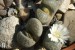 Lithops marmorata