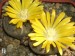 Lithops localis 1