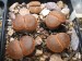 Lithops aucampiae