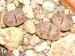 Lithops coleorum