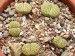 Lithops julii var. fulleri ´Fullergreen´