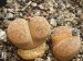 Lithops localis 2