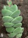 Crassula ´Moonglow´