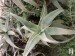 Aloe kedogensis, Maasai Mara, Kenya