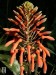 Aloe lateritia (květenství), Kikarok, Kenya