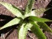 Aloe lateritia, Kikarok, Kenya