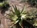 Aloe secundiflora, Baringo, Kenya