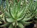Aloe melanacantha Nuwerus 40 km W, South Africa