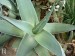 Aloe karasbergensis, Great Karashberg, Northern CP, RSA