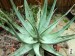 Aloe krapholiana, Cape Provence, South Africa