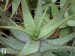 Aloe microstigma Brewelskloof, Worcester, S. Africa