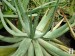 Aloe hereroensis Upington, S. Africa