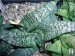 Gasteria ellaphieae, Kouga Dam, RSA