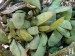 Gasteria glomerata, Kouga Dam, RS