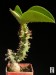 Monadenium magnificum