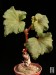 Begonia micranthera, Quebrada Escoipe, Argentina