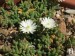 Delosperma karrooicum