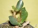 Adromischus sphenophyllus ´undulate form´, Steytlerville