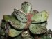 Adromischus cooperi