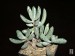 Adromischus filicaulis