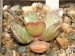 Adromischus hemisphaericus, 1km s od Eendekuil